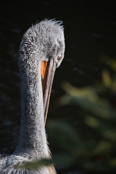 Grey long beak bird
